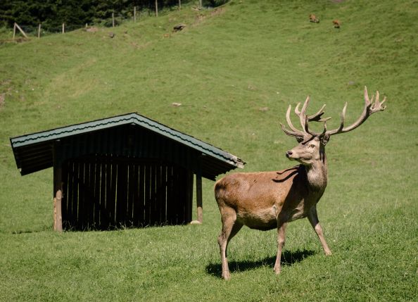 -wild-erlebnispark-ferleiten-hirsch-1