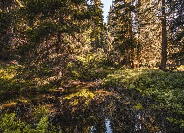 sagen-und-mythen-wald-auf-der-schmittenhoehe-copyright-schmittenhoehebahn-ag-1