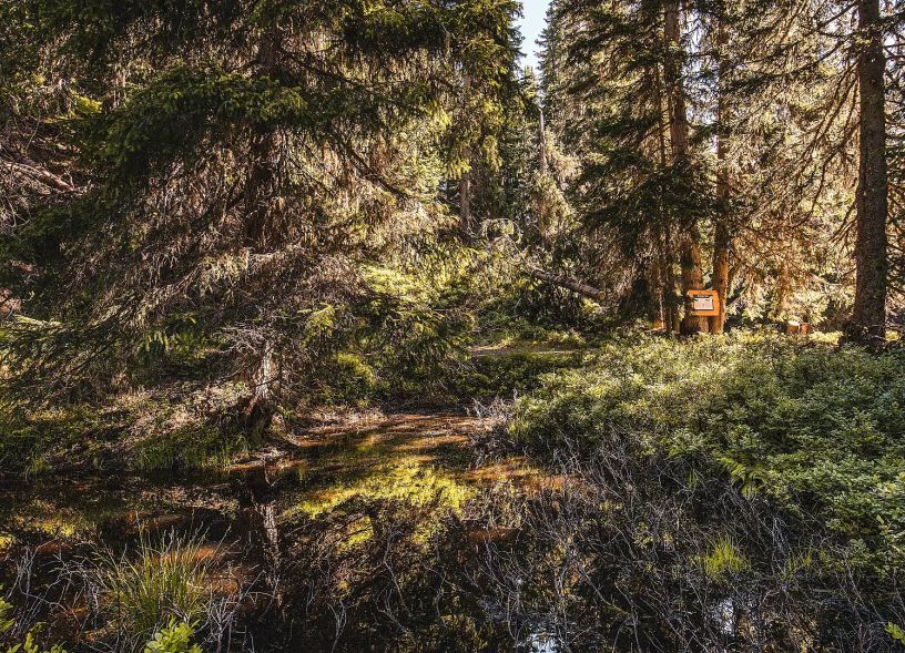 sagen-und-mythen-wald-auf-der-schmittenhoehe-copyright-schmittenhoehebahn-ag-6-2